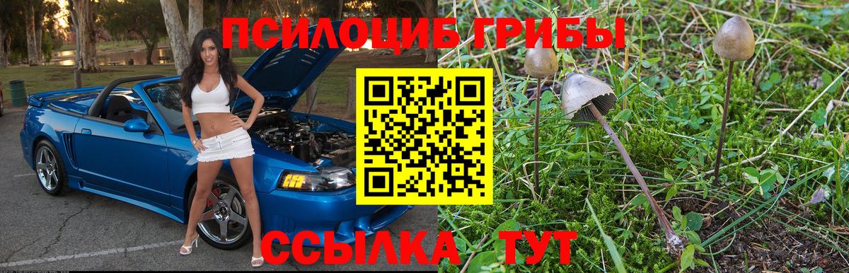 Псилоцибиновые грибы GOLDEN TEACHER Губкин